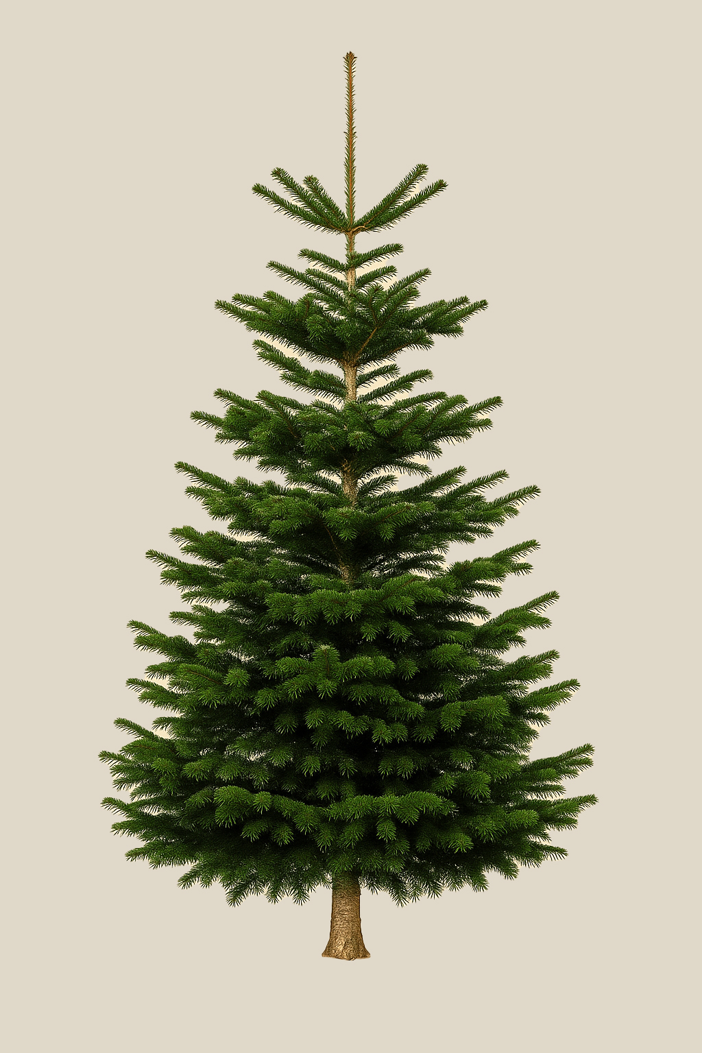 Abies Nordmann Premium 200–225 cm