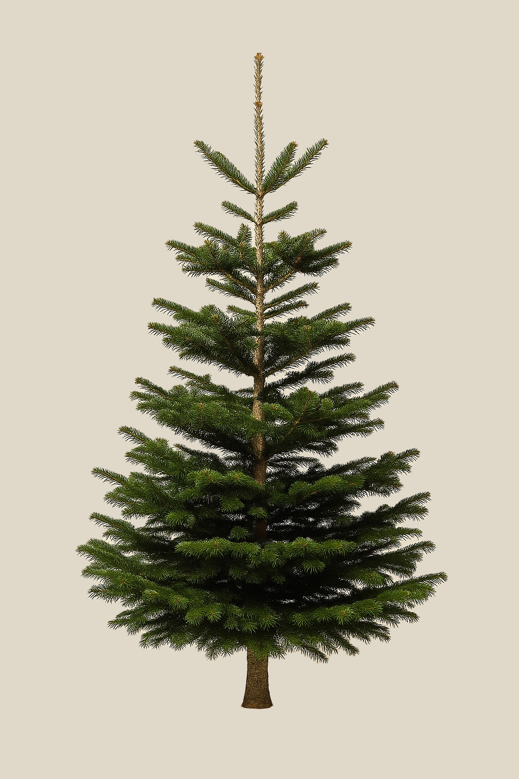 Abies Nordmann 175–200 cm - buitenboom