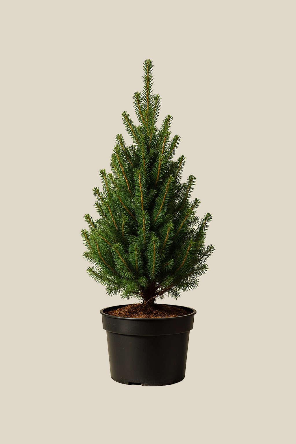 Picea glauca Conica 60 cm Tafelkerstboom