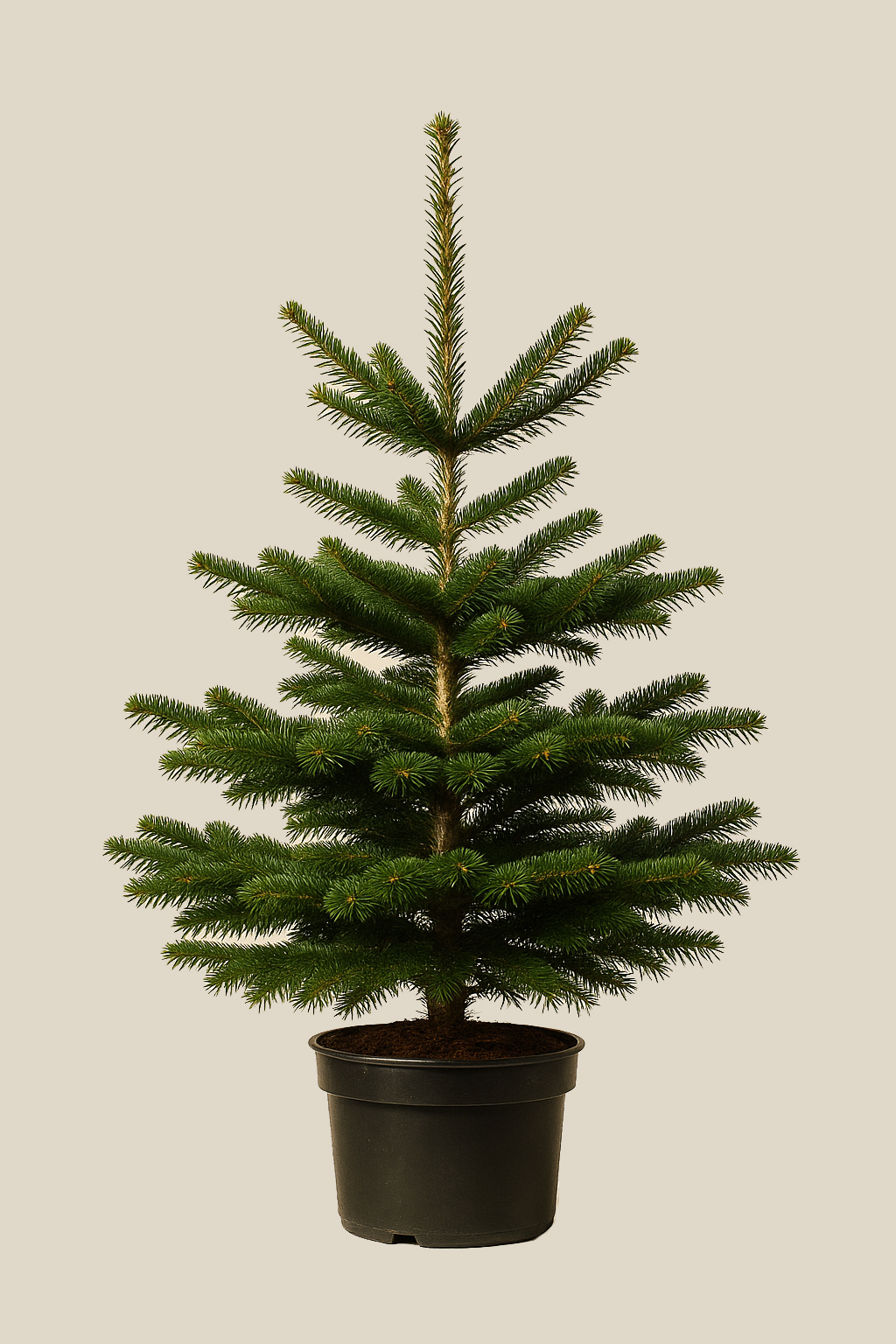 Abies Nordmannia 120–130 cm