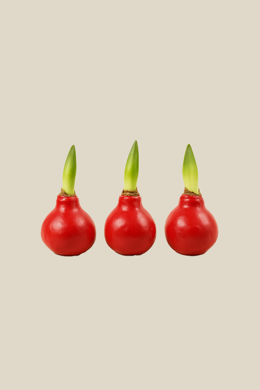 Amaryllis bollen in wax
