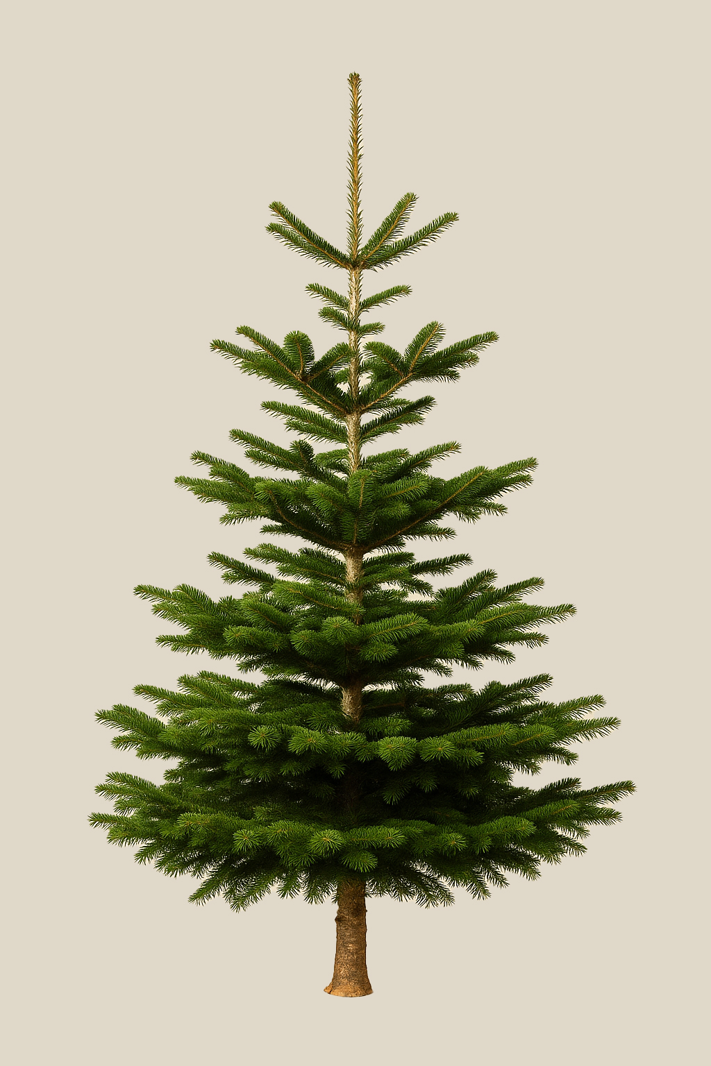Abies Nordmann Premium 175–200 cm