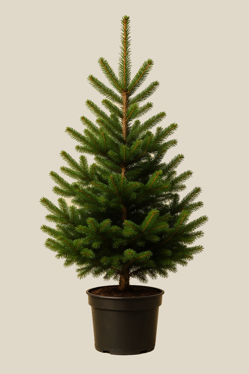 Abies Nordmannia 90–120 cm